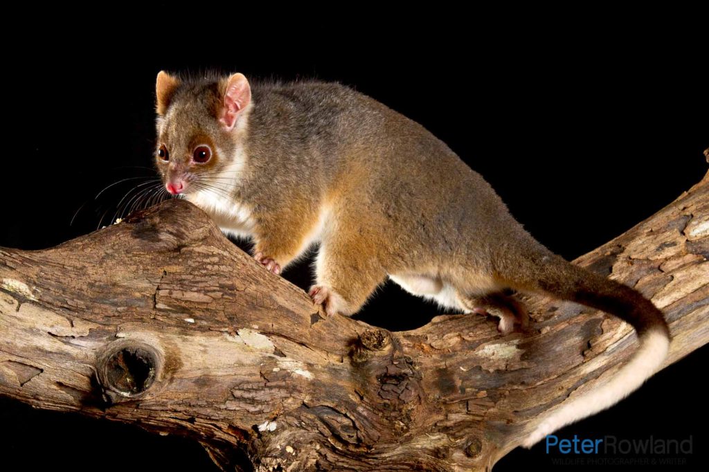 RingTail Possum