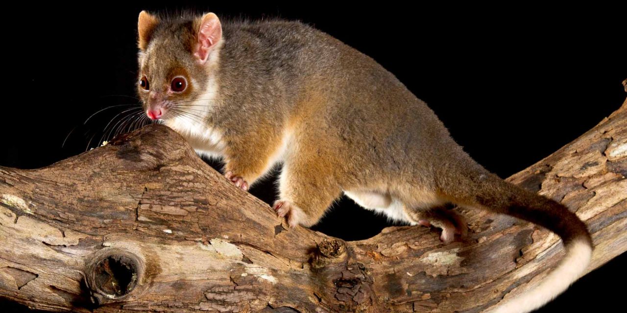 RingTail Possum, Mamalia Berkantung dengan Ekor yang Unik