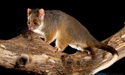 RingTail Possum, Mamalia Berkantung dengan Ekor yang Unik