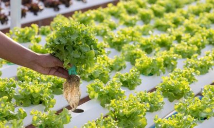 Metode Penanaman Sayur Pada Hidroponik Jadi Lebih Baik Loh