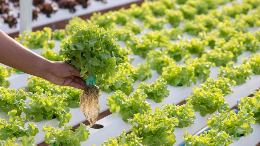 Metode Penanaman Sayur Pada Hidroponik Jadi Lebih Baik Loh
