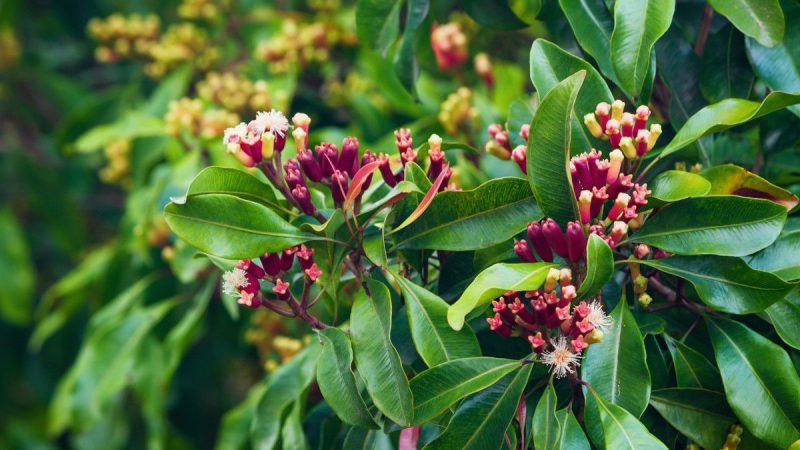 Tumbuhan Cengkeh Di Kenal Dengan Ciri Aroma Khasnya